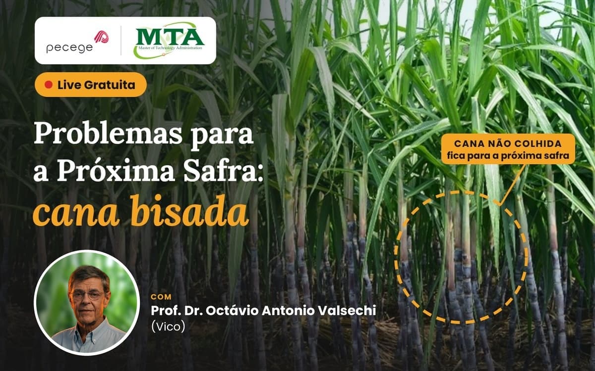 Problemas para a Próxima Safra: cana bisada
